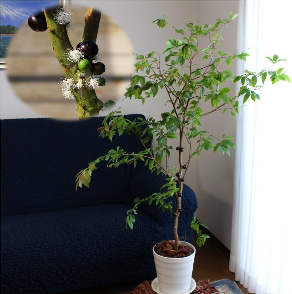 幹に実と花が成る不思議な観葉植物]ジャボチカバ栽培6点セット[